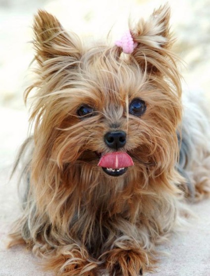 Yorkshire Terrier tulajdonos véleménye