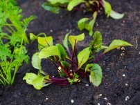 Ce fel de deșeuri vegetale nu pot fi puse în grămadă de compost, grădinar (gospodărie)