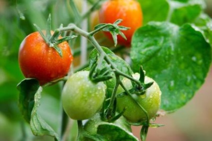 Ce îngrășăminte să faceți atunci când plantați o tomată