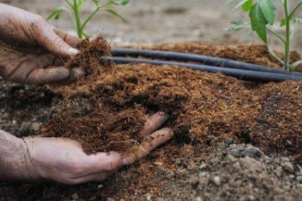 Ce îngrășăminte să faceți atunci când plantați o tomată