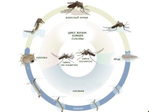 Ce animale mănâncă țânțari de țânțari și ouă de libelule și păsări