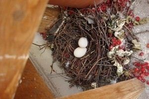 Cum sa scapi de porumbei pe balcon - sfaturi - afaceri usoare