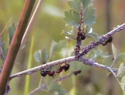 Cum să scapi de furnici - animale - lumea insectelor