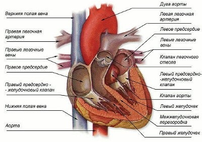 Cum să măsurați tensiunea arterială