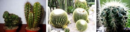 Cum de a desena un cactus