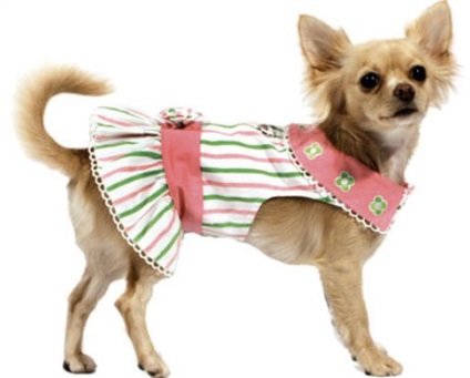 Cum sa alegi haine pentru animalul tau - dimensiunea hainei Chihuahua