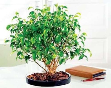 A ficus átültetése helyesen