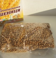 Hogyan lehet főzni a búzacsíra (búza) Hogyan kell főzni a búzacsíra