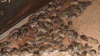 Cum să protejeze recolta de la șobolani și șoareci - agroxxi