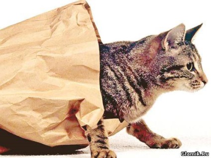 Cum să împachetezi un cadou dacă pisica se află în apropiere - 20 noiembrie 2009 - interesant)