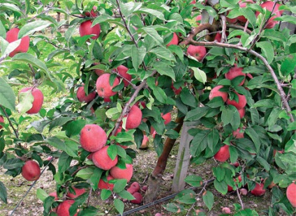 Cum de a accelera fructarea pomilor fructiferi