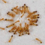 Cum sa alegi o revizuire a gelului de furnici pentru cele mai bune remedii