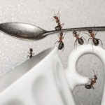 Cum sa alegi o revizuire a gelului de furnici pentru cele mai bune remedii