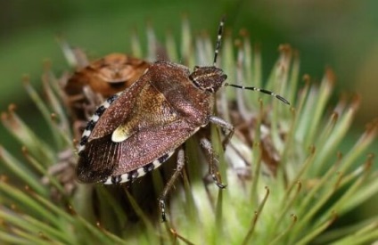 Cum să te uiți la bug-uri acasă, specii și habitat