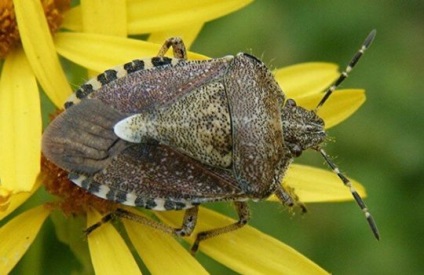 Cum să te uiți la bug-uri acasă, specii și habitat