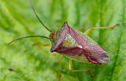 Cum să te uiți la bug-uri acasă, specii și habitat