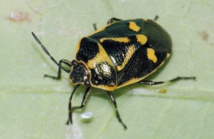 Cum să te uiți la bug-uri acasă, specii și habitat