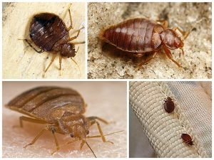 Cum să te uiți la bug-uri acasă, specii și habitat