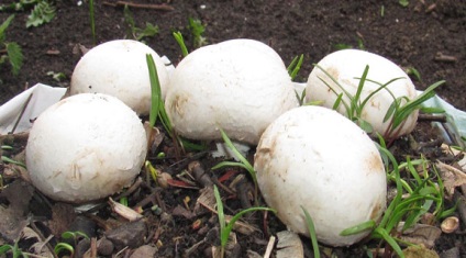 Cum să crească ciuperci - cumpăra un miceliu de șampițe, livrare în Rusia