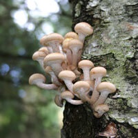 Hogyan nő a gomba - vásárolni egy micélium a champignons, szállítás Oroszországban