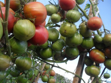 Hogyan kell termeszteni a paradicsomot a nyílt terepen?