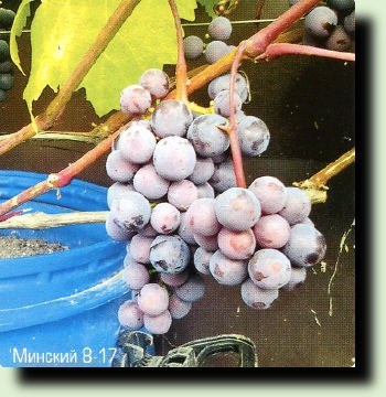 Hogyan szőlőtermesztés az északi régiókban, saját kezüket adva