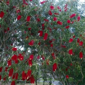 Callistemon, грижи, отглеждане, цветя мечта