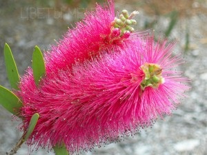 Callistemon, îngrijire, cultivare, flori de vis