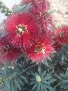 Callistemon, îngrijire, cultivare, flori de vis