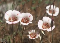 Specii de bază Kalohorthus cu fotografii, alegerea locului de plantare, îngrijire, reproducere