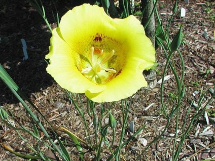 Specii de bază Kalohorthus cu fotografii, alegerea locului de plantare, îngrijire, reproducere