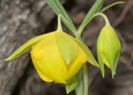 Specii de bază Kalohorthus cu fotografii, alegerea locului de plantare, îngrijire, reproducere