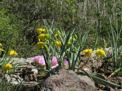 Specii de bază Kalohorthus cu fotografii, alegerea locului de plantare, îngrijire, reproducere