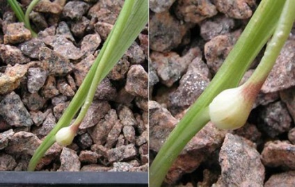 Specii de bază Kalohorthus cu fotografii, alegerea locului de plantare, îngrijire, reproducere