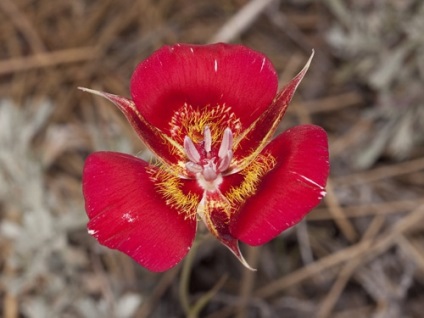 Specii de bază Kalohorthus cu fotografii, alegerea locului de plantare, îngrijire, reproducere