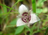 Specii de bază Kalohorthus cu fotografii, alegerea locului de plantare, îngrijire, reproducere