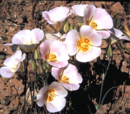 Kalokhortus este o fotografie magnifică, una cu flori și Cupido, plantare, îngrijire