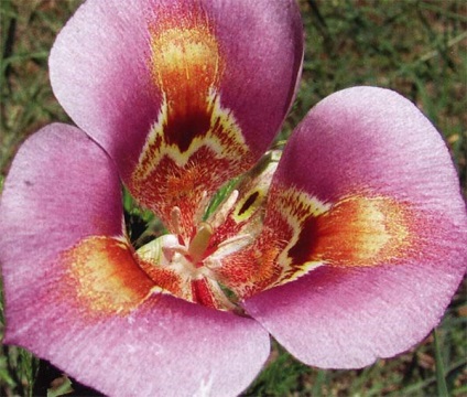 Kalokhortus csodálatos, egy virágos és cupido fotó, ültetés, gondozás