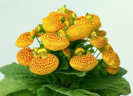 Calceolaria cultivare și îngrijire la domiciliu, fotografie