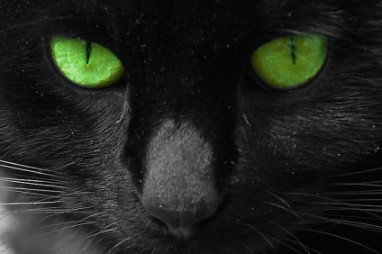 Cat pisica lui ochi 💎, proprietăți și care vine la zodiac