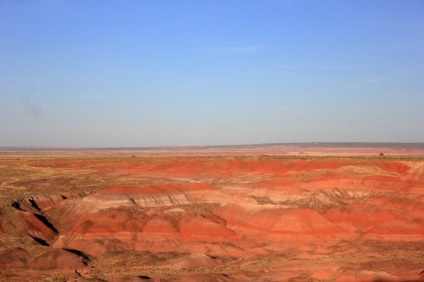 Каменните дървета, парк Вкаменената гора (САЩ)