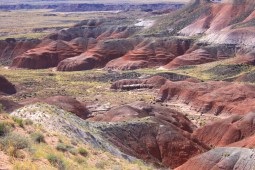 Каменните дървета, парк Вкаменената гора (САЩ)