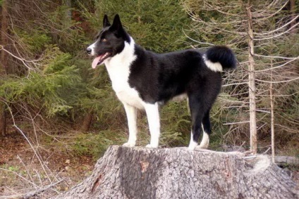 Câine de urs Karelian fotografie, descriere și istorie a rasei