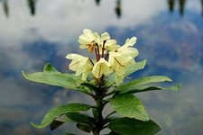 Kashkara (rododendron) pentru tratamentul bolilor de inimă, medicina populară