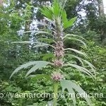 Kashkara (rododendron) pentru tratamentul bolilor de inimă, medicina populară