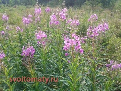 Epilobium Angustifolia (върба-билка) лечебни свойства и използва всичко за домати (домати) -