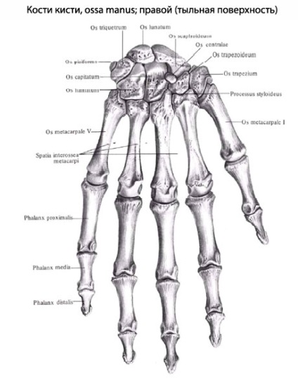 Pensulă umană, anatomia periei, structura, funcțiile, imaginile de pe eurolab