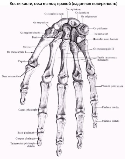 Pensulă umană, anatomia periei, structura, funcțiile, imaginile de pe eurolab