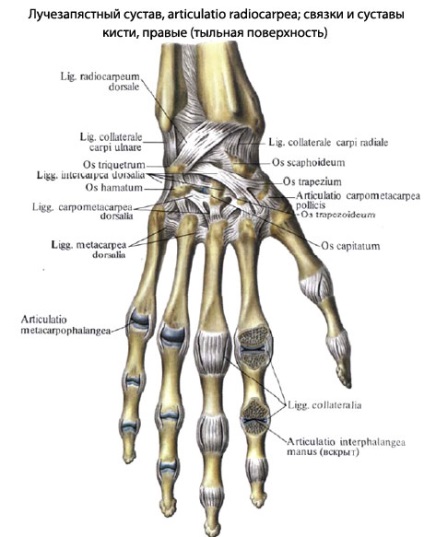 Pensulă umană, anatomia periei, structura, funcțiile, imaginile de pe eurolab