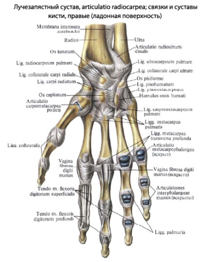 Pensulă umană, anatomia periei, structura, funcțiile, imaginile de pe eurolab